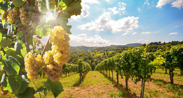 Prva nacionalna onlajn baza podataka za vino i grožđe