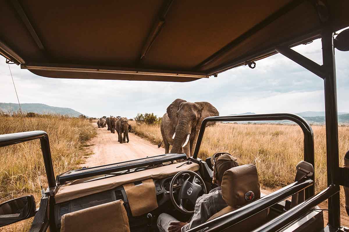 Elephant Express, safari voz u Zimbabveu