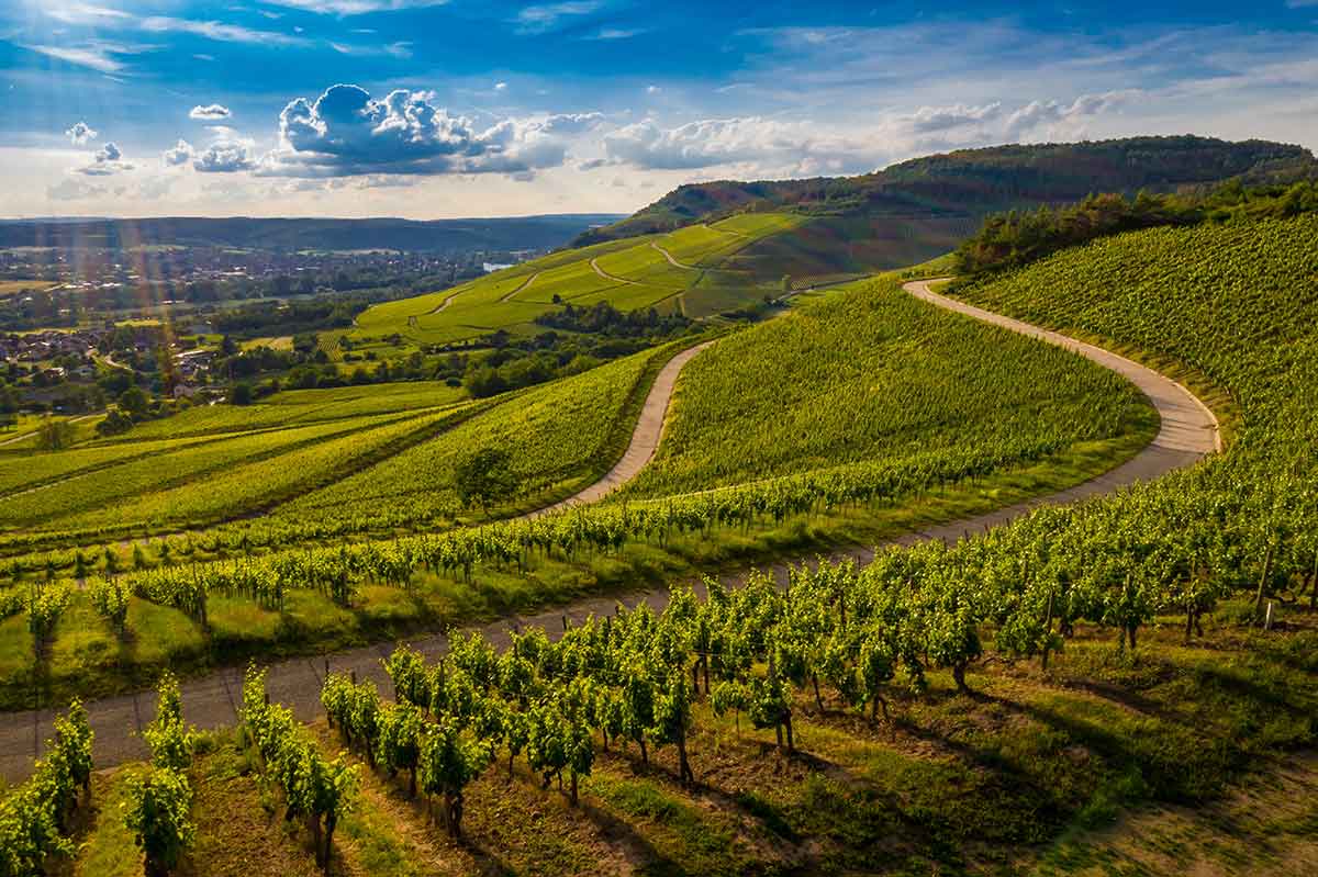 vinograd vinski put