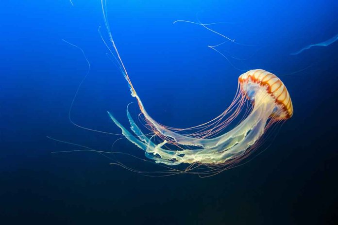 Meduza