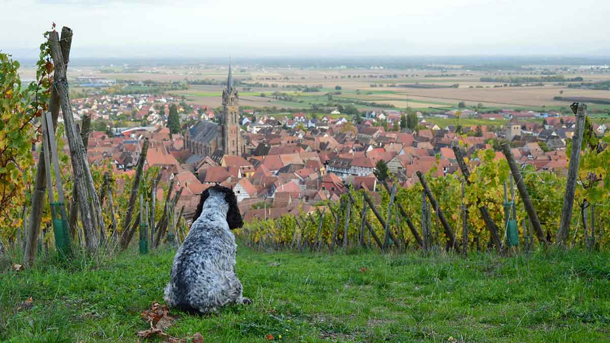 Pas vinograd vinova loza