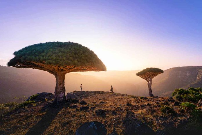 Sokotra afrika jemen