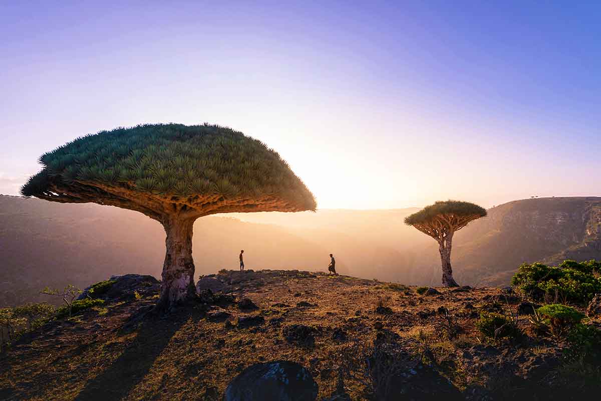 Sokotra afrika jemen