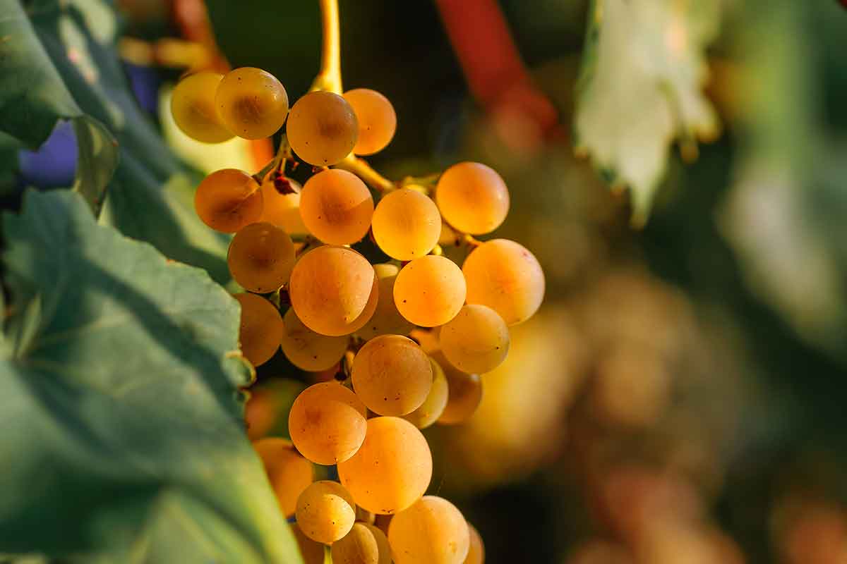 Vinske zvezde sa Kvarnera