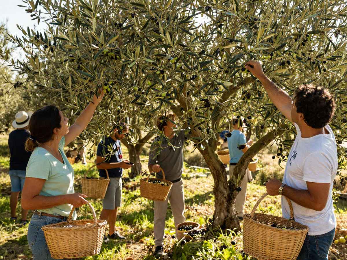 Oleo turizam masline maslinjak branje